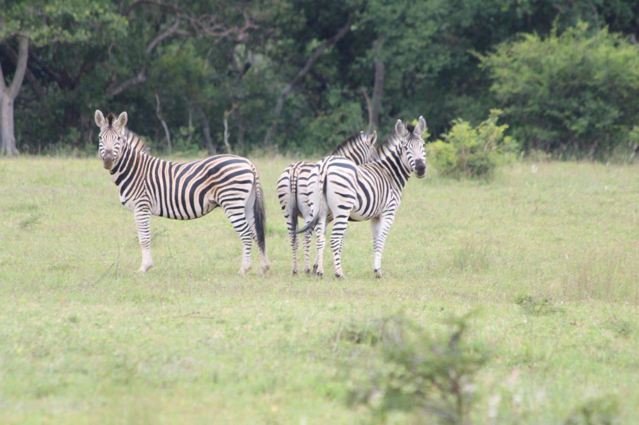 Villa Izintaba Private Game Reserve Waterberg Vaalwater Exterior foto